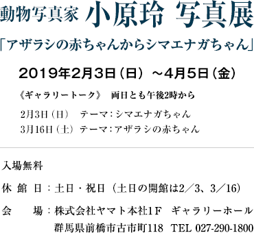 動物写真家 小原玲 写真展「アザラシの赤ちゃんからシマエナガちゃん」 2019年2月3日（日）～4月5日（金）